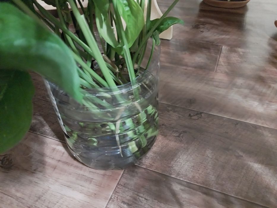 Отросток сингониума