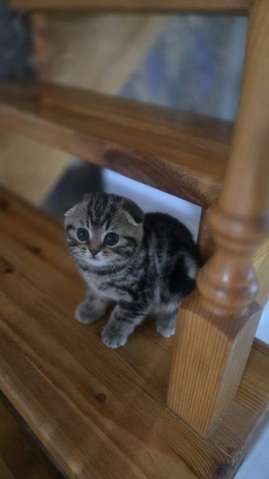 Шотландские вислоухие котята