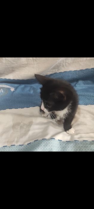 Отдам котенка в добрые руки