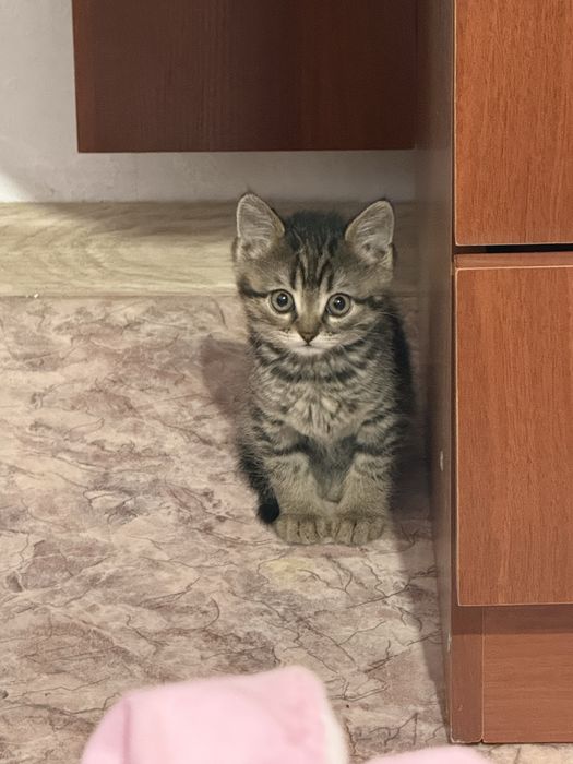 Продам котенка, мальчик, 2.5 месяца