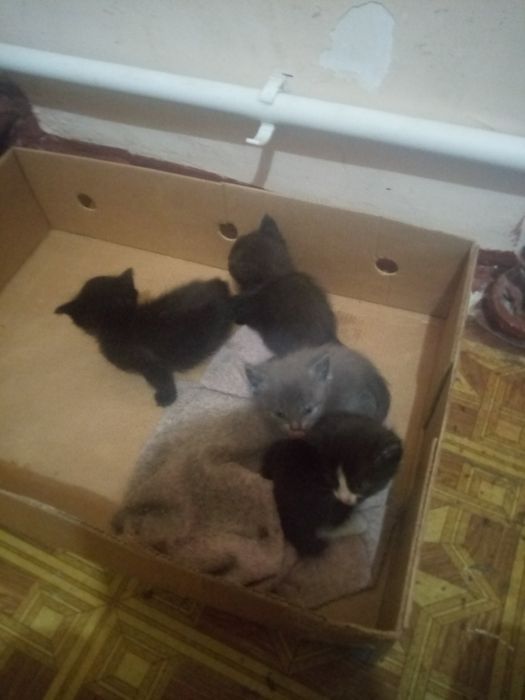 Отдам котят в добрые руки