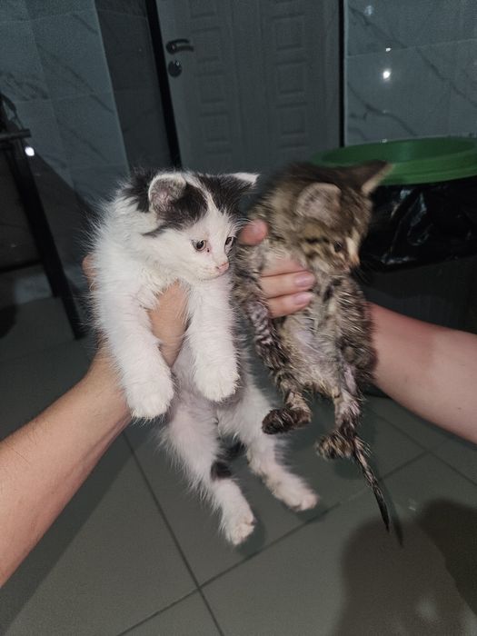 Котята отдам даром