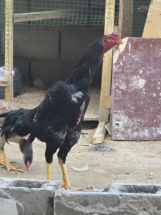 Дакан хурёз продам