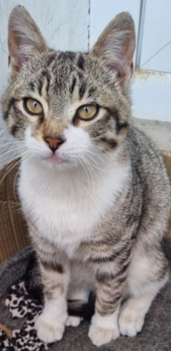 Женско  коте търси дом