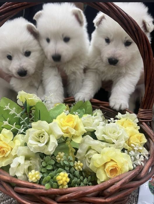 Щенки белые швейцарской овчарки
