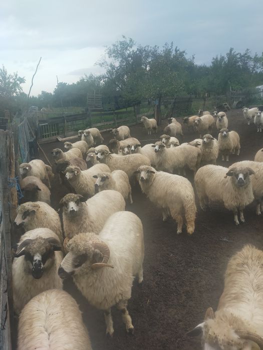 Vând 30 oi țurcane