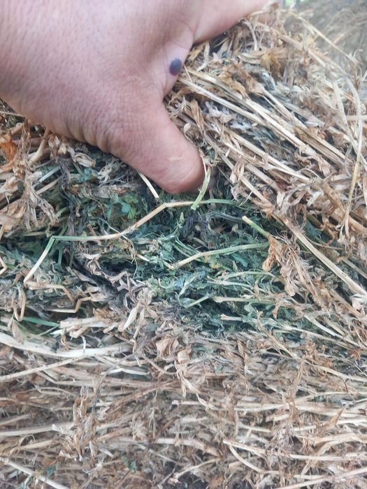 Baloti fan sau lucerna Livrare doar la TIR Rotunzi 1,2x1,2 m min 40 sau dreptunghiulari min 500.Transport inclus RO UE . Nu livram la bucata.