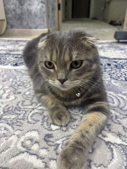 Mushuk skottish fold