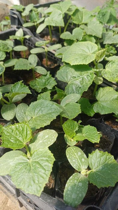 Разсад-Домати, краставици, тиквички, пипер и люти чушки.