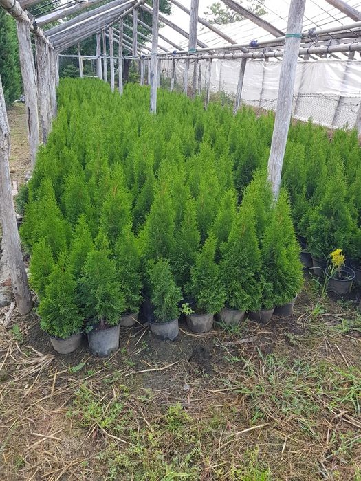 Tuia smarald la ghiveci