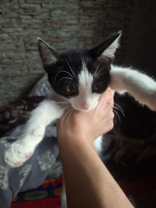 Продам котенка хорошую