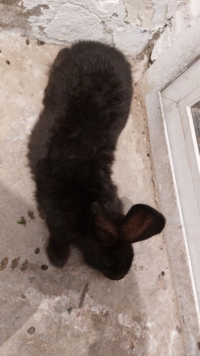 Кролики куён амадинка ба бартер