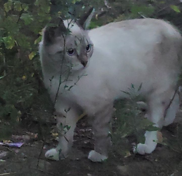 Котик,котенок,кот,бесплатно