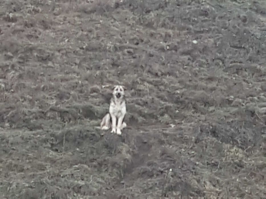 Donez pui de ciobănesc german