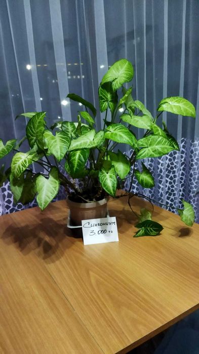 Продам комнатные цветы