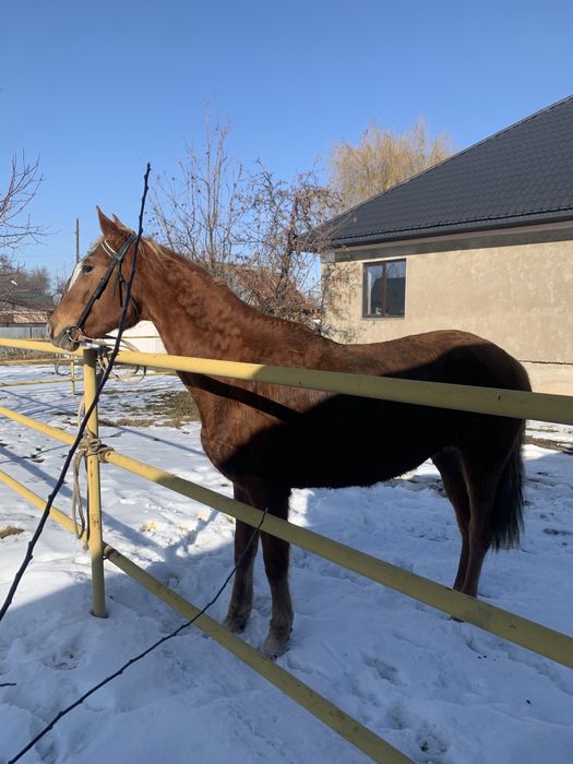 Жуас минги семиз  бие сатылады