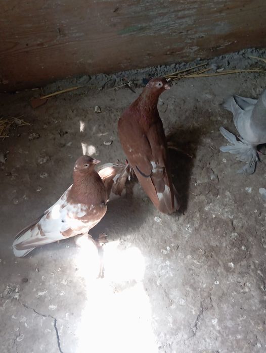 Продам голубей парами