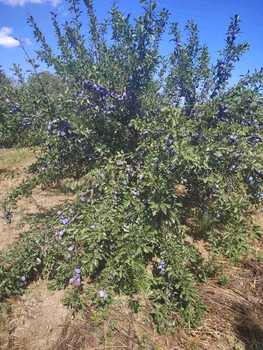 Продавам къща с дворно място в с. Царевци