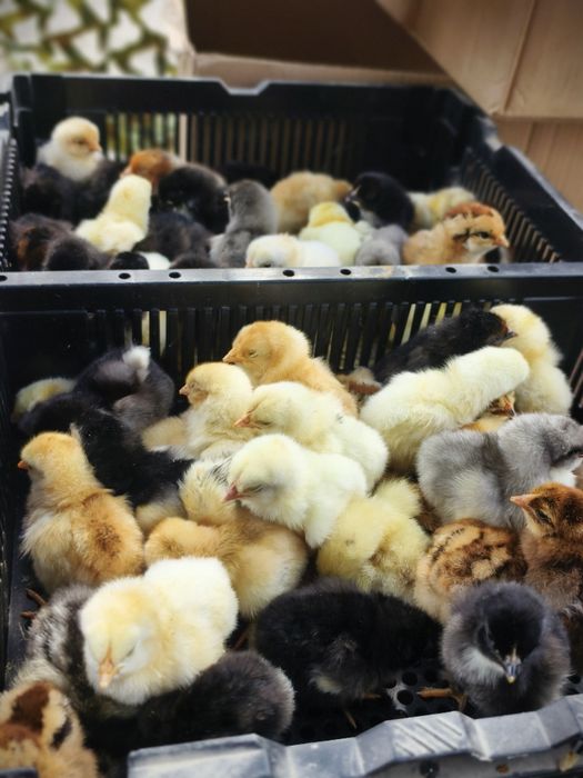 Продам домашних цыплят