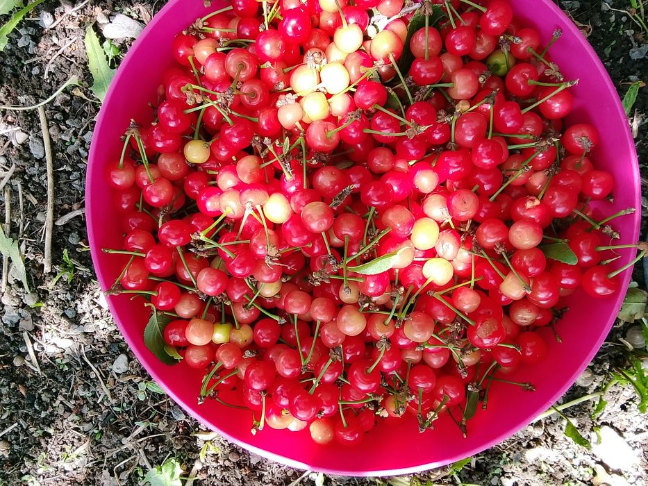 Продам вишню 10л