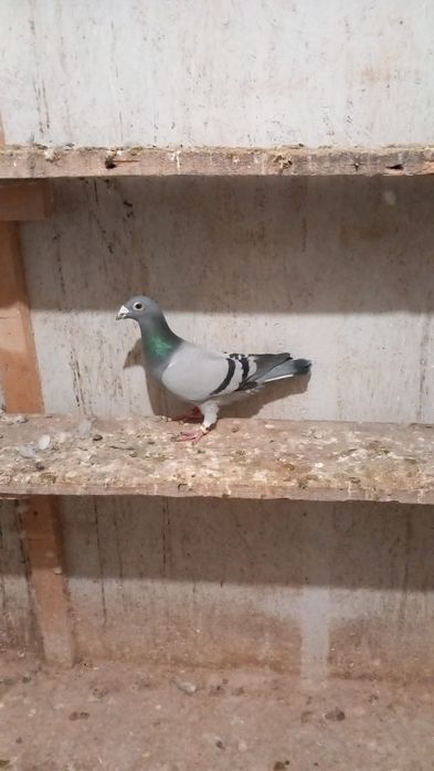 Porumbei  de vanzare