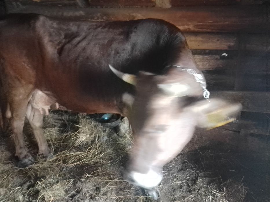 Vaca bruna de vinzare