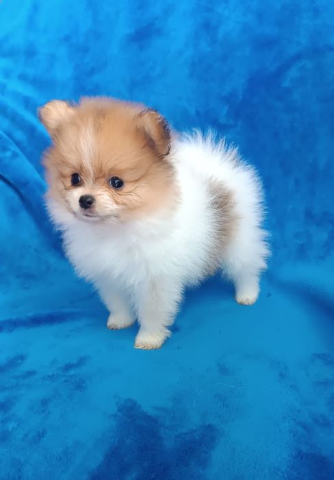 Шикарные щенки Шпица