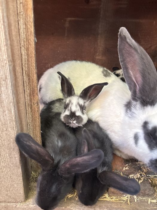 Pui de iepure de vanzare