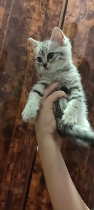 Котята породистые