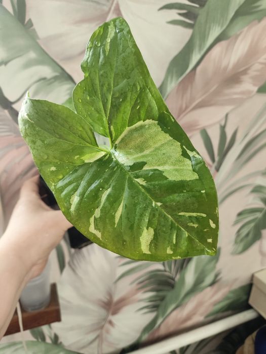 Сортовые сингониумы