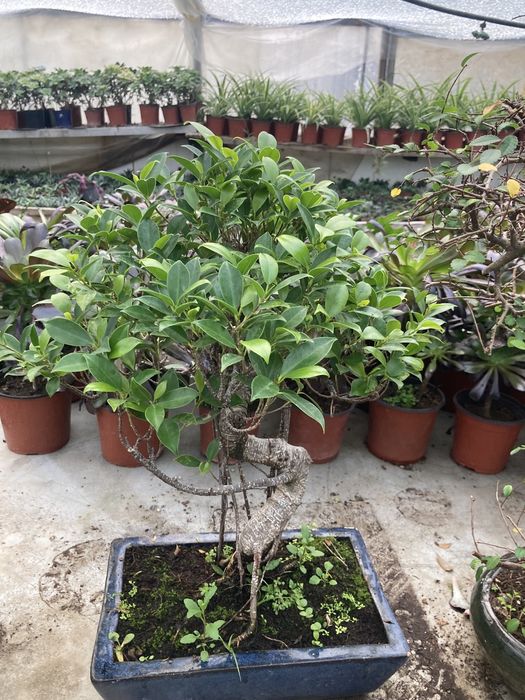 Бонсай Фикус Retusa