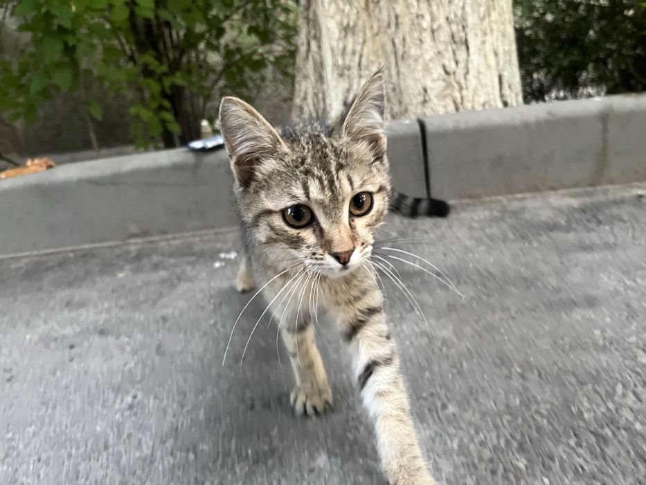 Дарю котенка девочку