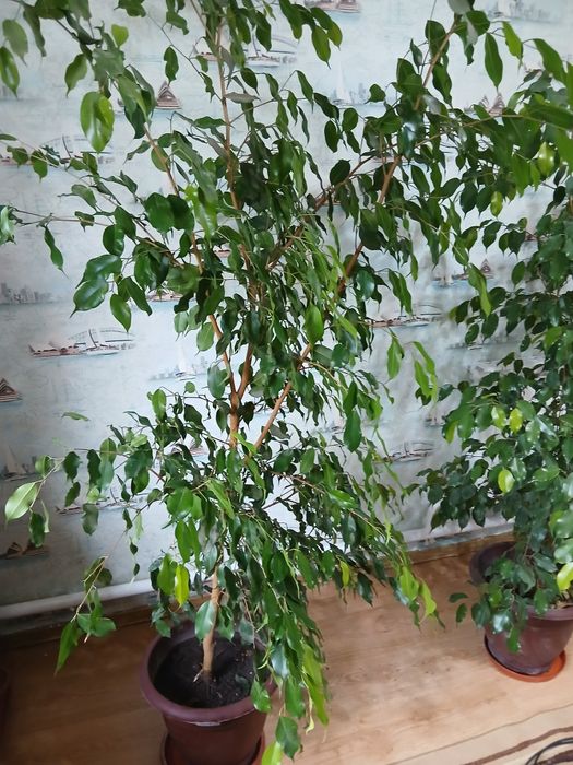 Продам фикус бенжомина