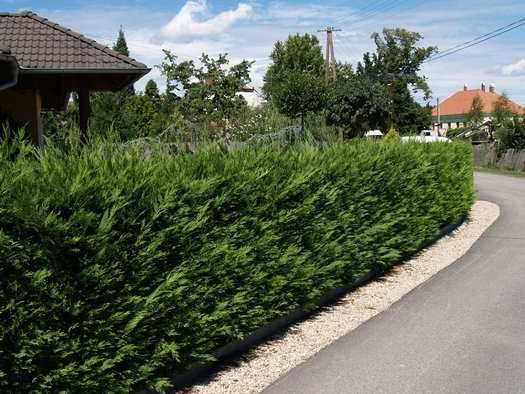 Super Oferta Photinia Red Robin&Leylandii gard viu BIHOR 50-60CM