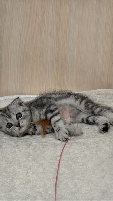 Кошка шотландская 2 месяца вместе с домиками и корм