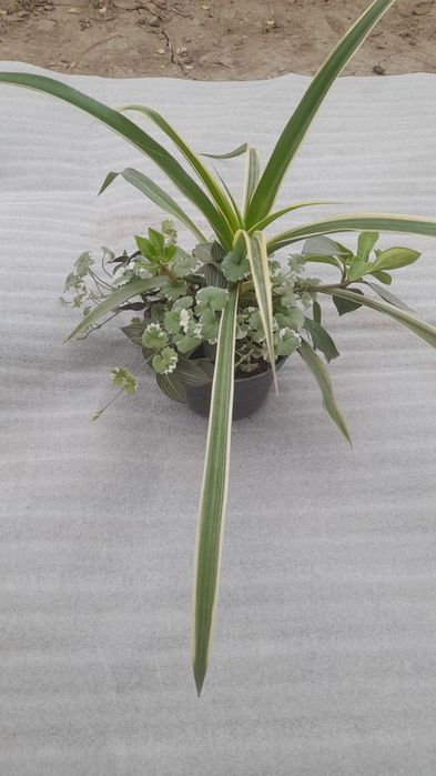 Композиция из традесканции