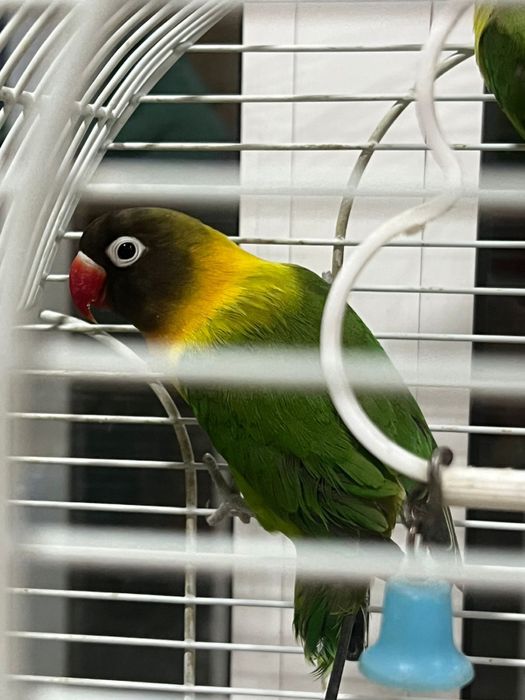 Масковые неразлучники пара