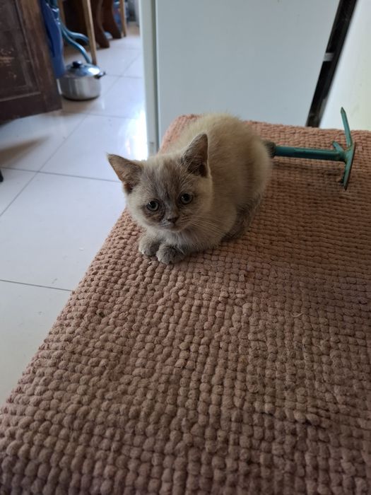 Животные котята. Г.Уральск