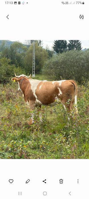 De vînzare vacă și jurincă