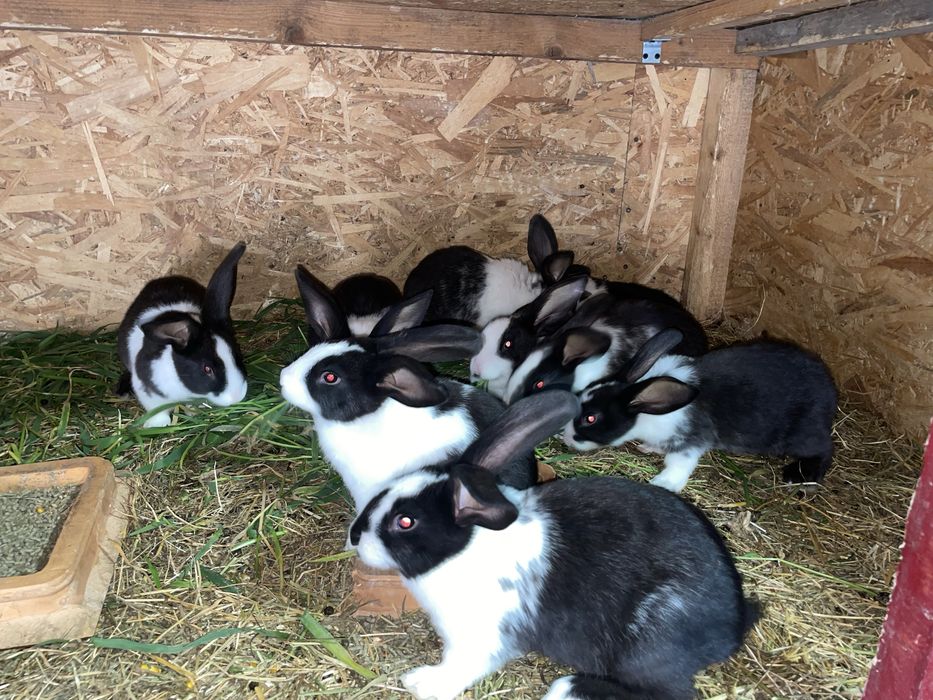 Iepurași Hycole Francez