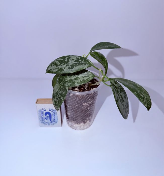 Хойя, комнатные растения, комнатные цветы