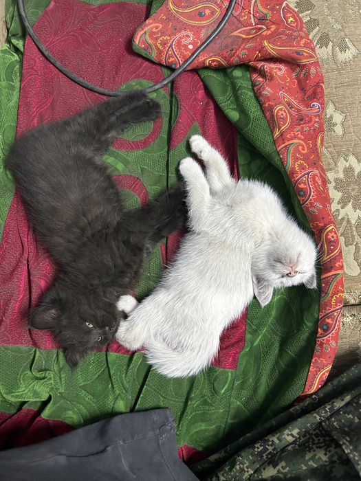 Отдаю котят в добрые руки