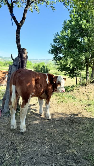 Vand vitea si un taur