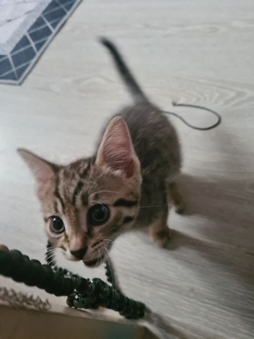 Отдам котёнка даром