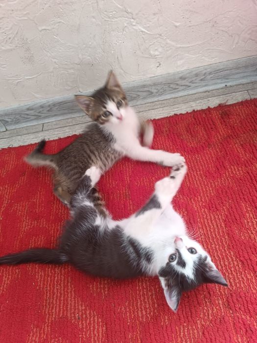 Отдам Котята в добрые руки