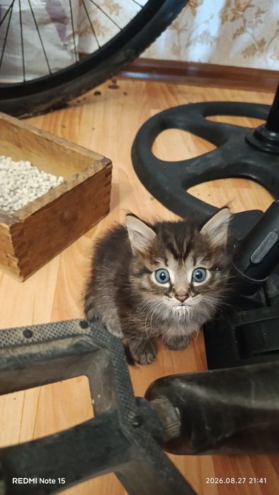 Отдам котят смесь мейкуна