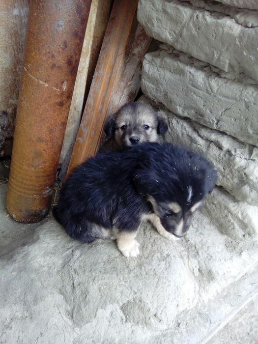 Chõponi it sotiladi