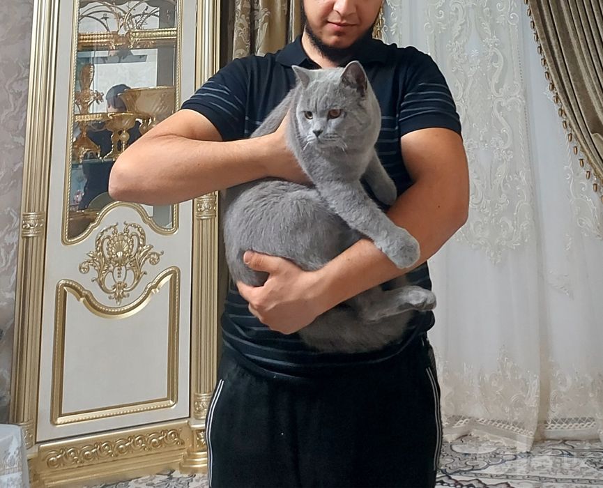 Serebristi shinshilla toza qon