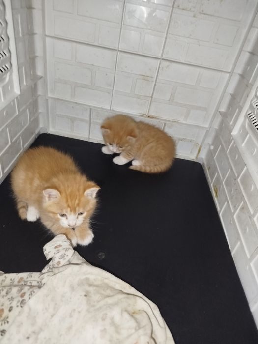 Котята, бесплатно