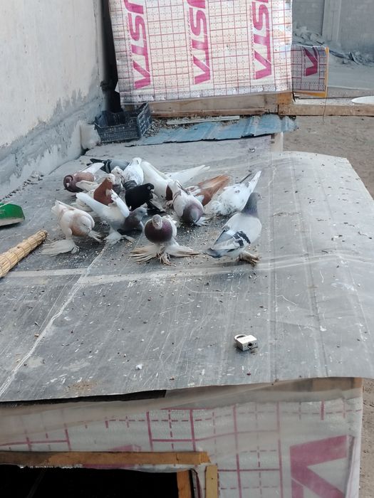 Kaptarla sotiladi optom